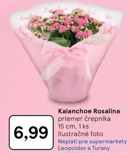 Kalanchoe Rosalina