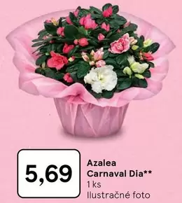 Azalea Carnaval Dia**