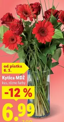 kytica MDŽ