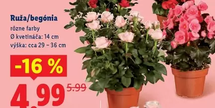 Ruža/begónia