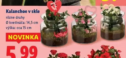 Kalanchoe v skle