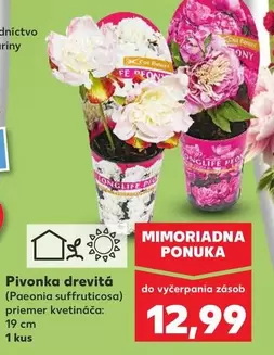 Pivonka drevitá