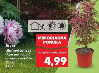 Acer - Javor dlaňovitolistý ( palmatum)