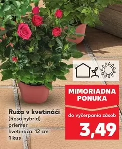 Ruža v kvetináči (Rosa hybrid)