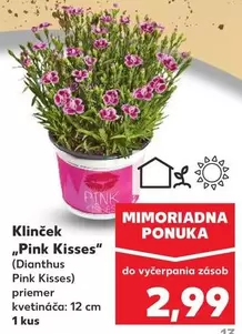 Pink - Klinček " Kisses"