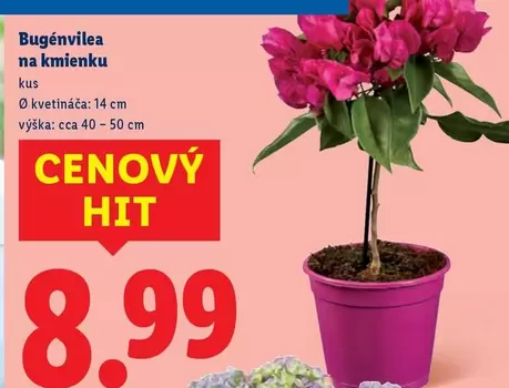 Bugenvilea na kmienku