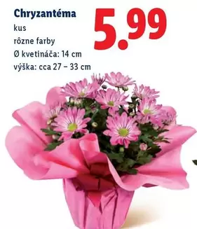 Chrysantéma