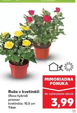 Ruža v kvetináči