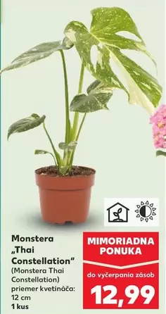 Monstera "Thai Constellation"