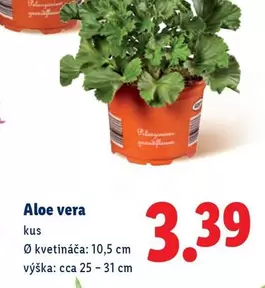 Aloe vera
