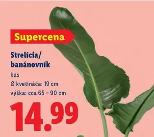Strelícia/ banánovník