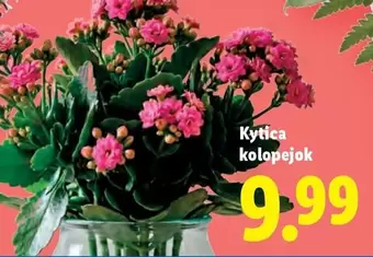 Kytica kolopejok