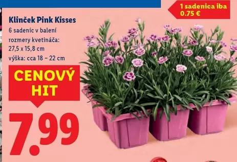 Pink - Klinček  Kisses
