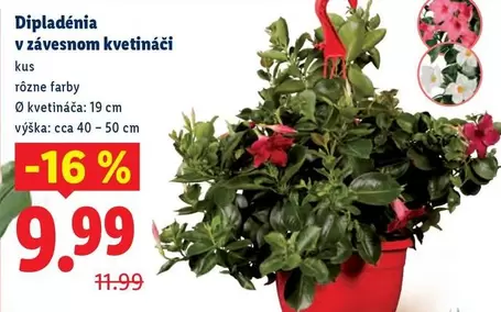 Dipladénia v závesnom kvetináči