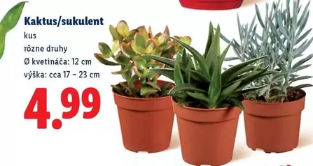 Kaktus/sukulent