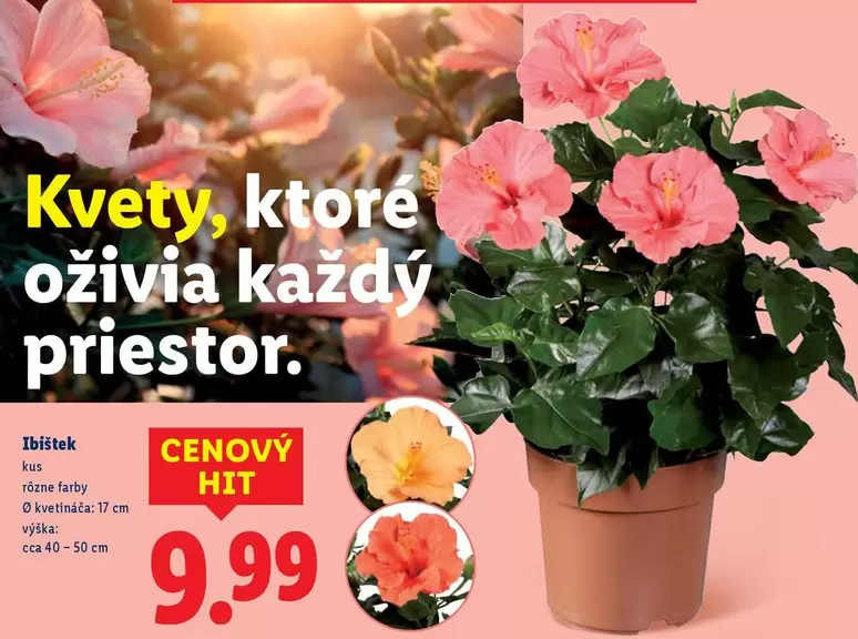 Kvety