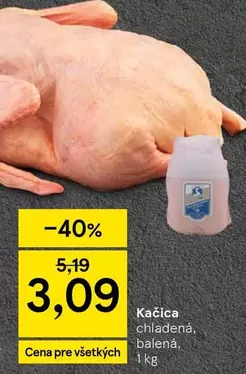 Kačica