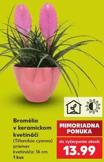 Bromélia v keramickom kvetináči