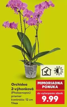 Orchidea 2-výhonková (Phalaenopsis)