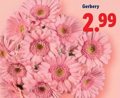 Gerbery