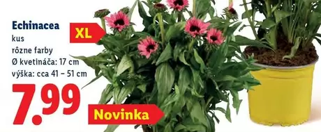 Echinacea