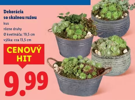 Dekorácia so skalnou ružou