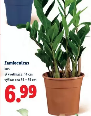 Zamioculcas