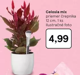 Mix - Celosia mix
