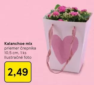Mix - Kalanchoe mix