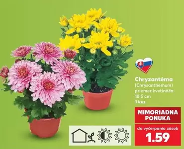 Chryzantéma