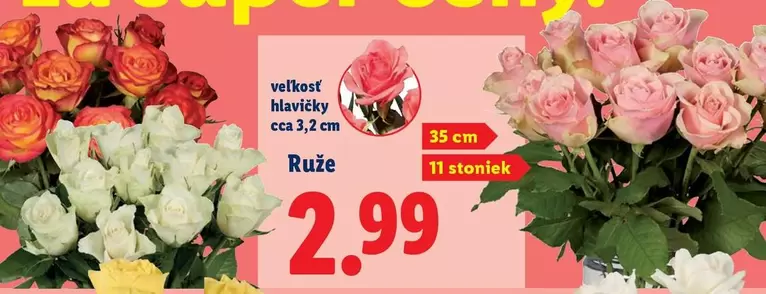 Ruže