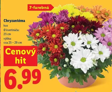 Chryzantéma