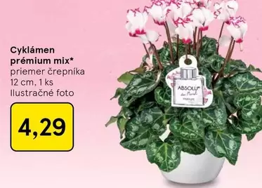 Mix - Cyk lámen prémium mix*