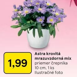 Astra - kvitá mrazuvzdorná mix