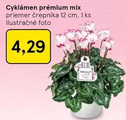 Mix - Cyk lámen prémium mix