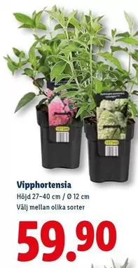 Vipphortensia