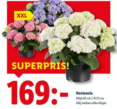 Hortensia
