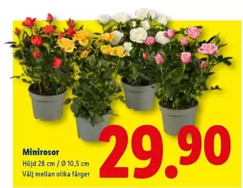 Minirosor