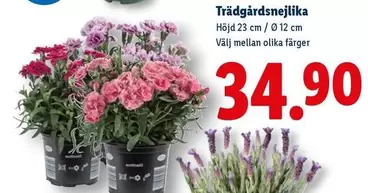 Trädgårdsnejlika