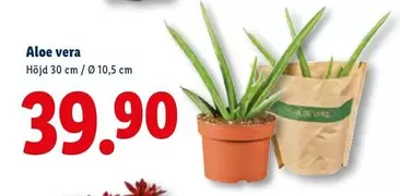 Aloe vera