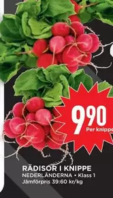 RÄDISOR I KNIPPE