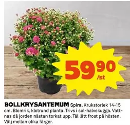 BOLLKRYSANTEMUM
