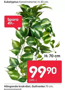 Hängande krukväxt, Gullranka 70 cm