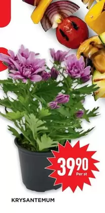 KRYSANTEMUM