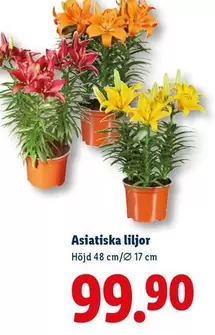 Asiatiska liljor