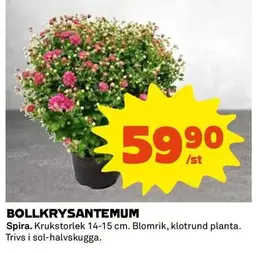 BOLLKRYSANTEMUM