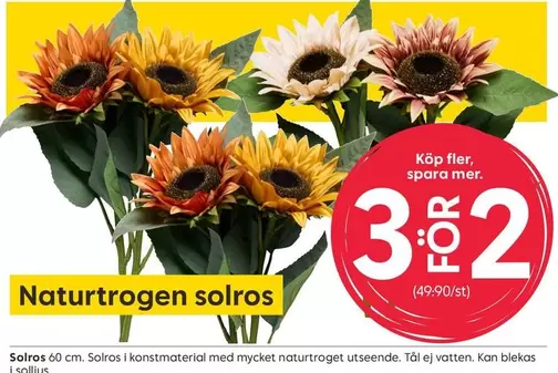 Mer - Naturtrogen solros