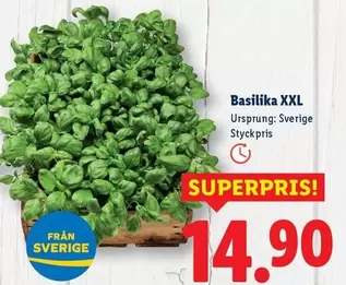 Basilika XXL