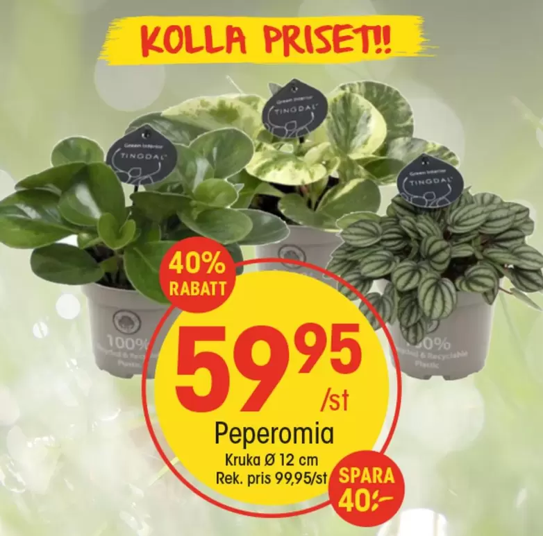 Peperomia