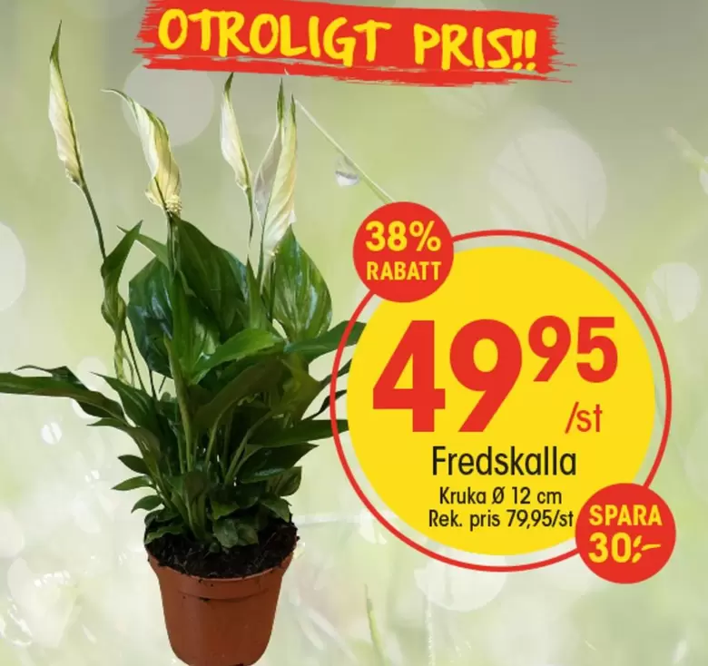 Fredskalla